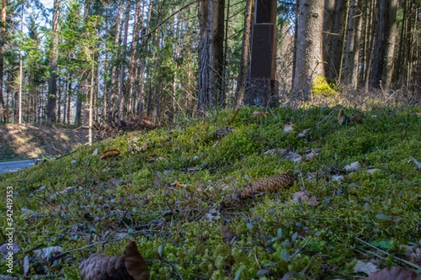 Obraz forest in spring