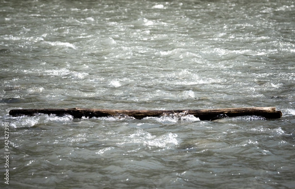 Obraz A tree is floating in a mountain river.