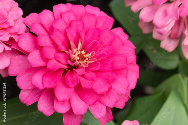 Fototapeta Pink flower petals in multiple layers