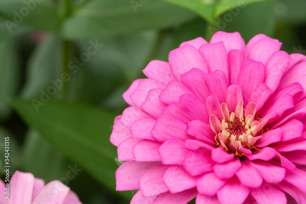 Fototapeta Pink flower petals in multiple layers