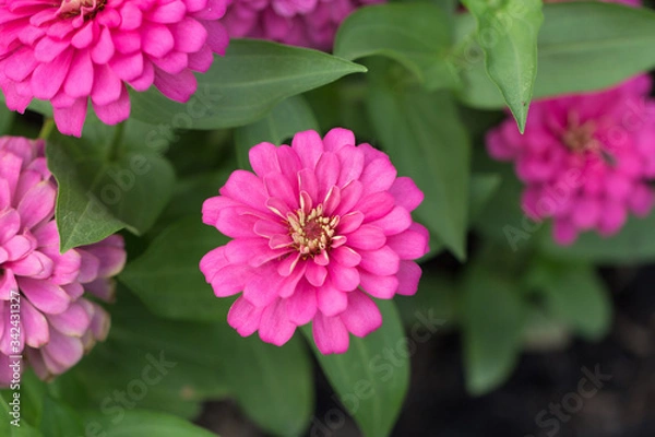 Fototapeta Pink flower petals in multiple layers