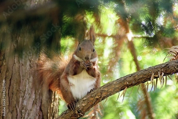 Obraz squirrel in the tree