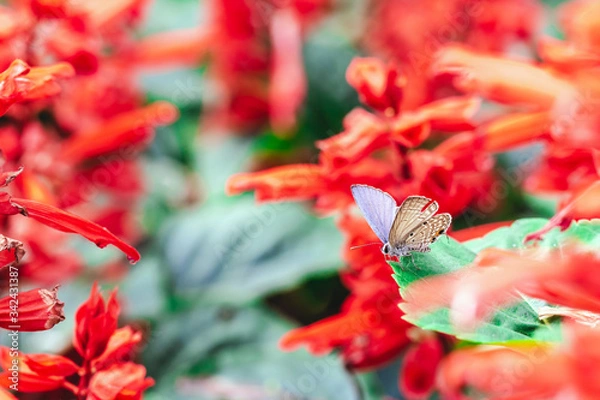 Fototapeta butterfly on a red flower