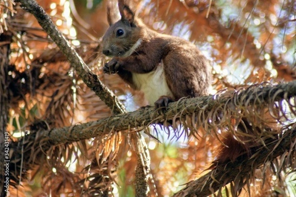 Obraz squirrel on a tree
