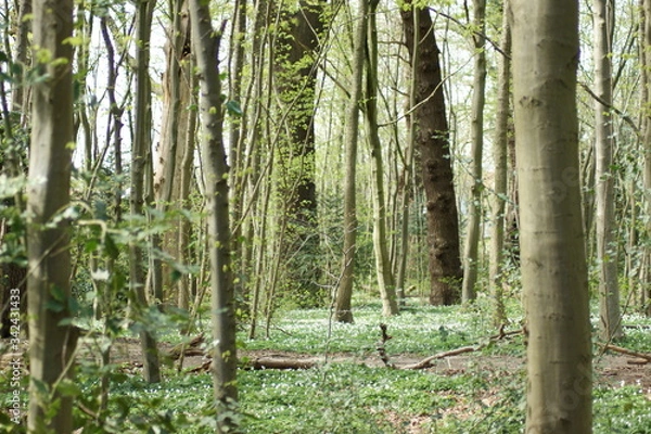 Obraz Forest in spring
