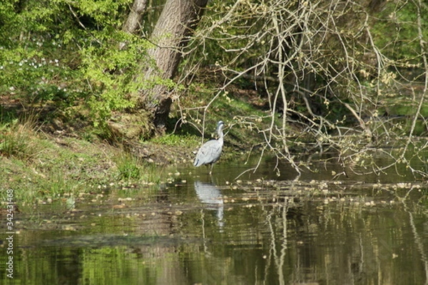Obraz great blue heron