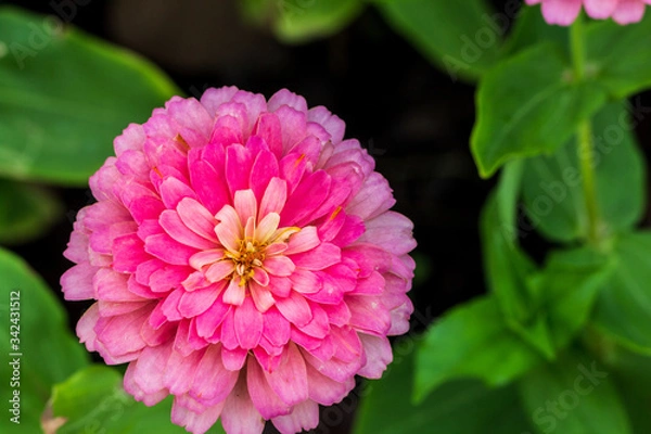 Obraz Pink flower petals in multiple layers