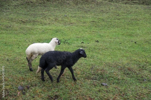 Obraz herd of sheep in green meadow. artvin/turkey