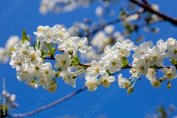 Obraz blooming cherry tree