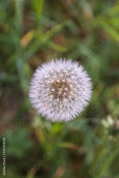 Fototapeta dandelion in the grass