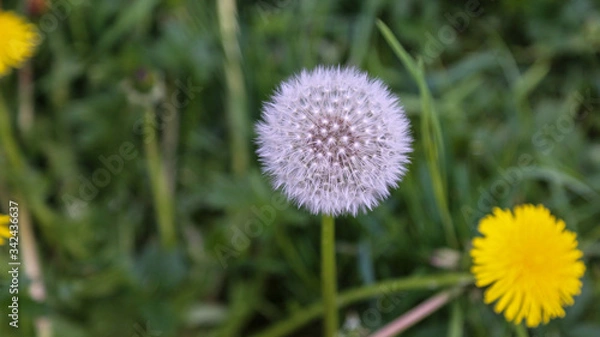 Obraz dandelion on green grass