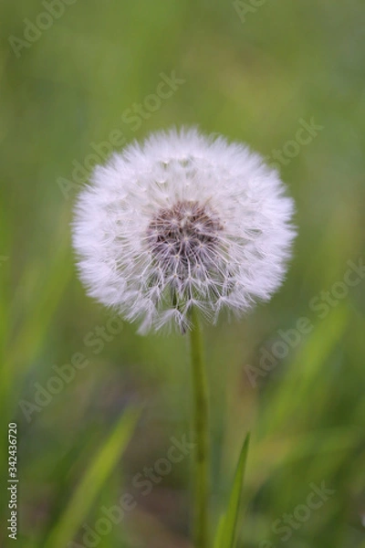 Obraz dandelion in the grass