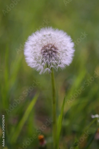 Obraz dandelion on green background