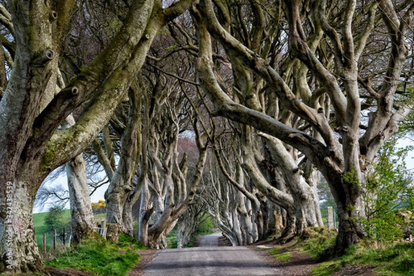 Fototapeta the dark hedges