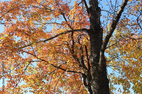 Obraz autumn in the forest