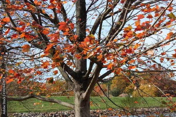 Obraz tree in autumn