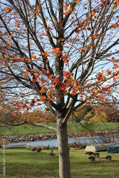 Obraz autumn tree in the park