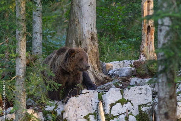 Fototapeta Brown Bear
