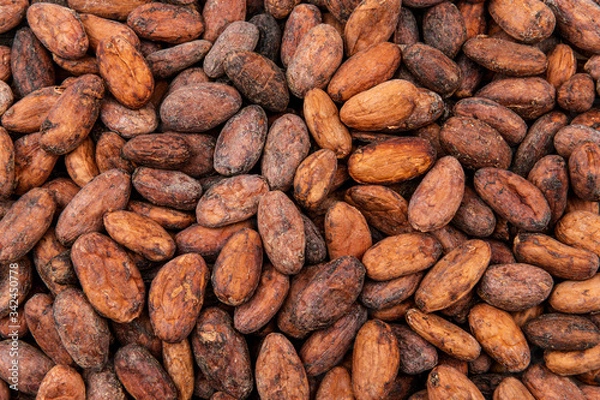 Fototapeta Cacao beans as a background