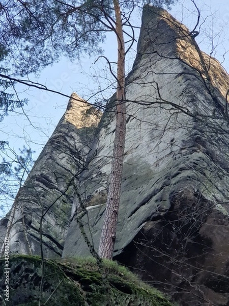 Fototapeta old tree trunk