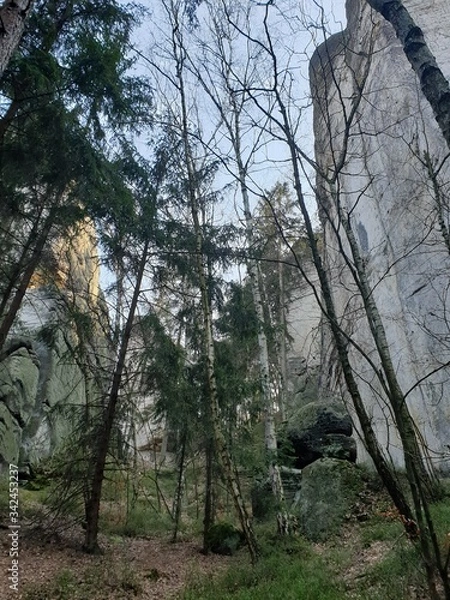 Fototapeta trees in the forest