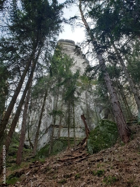 Obraz path in the forest
