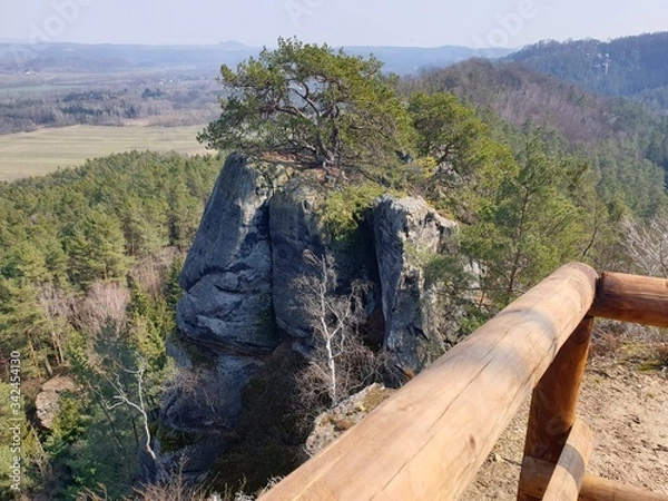 Obraz pine tree in yosemite