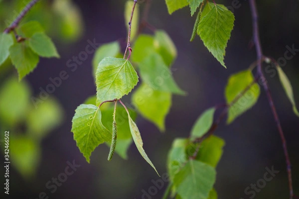 Fototapeta Close up macro photo from Birch leaves and it's flower.