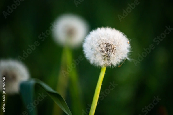 Fototapeta Dandelion close up macro photo with depth of field.