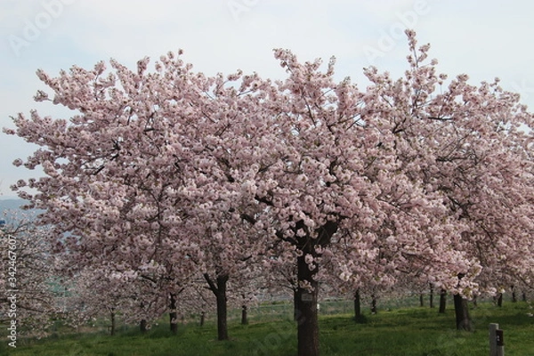 Obraz cherry blossom in spring