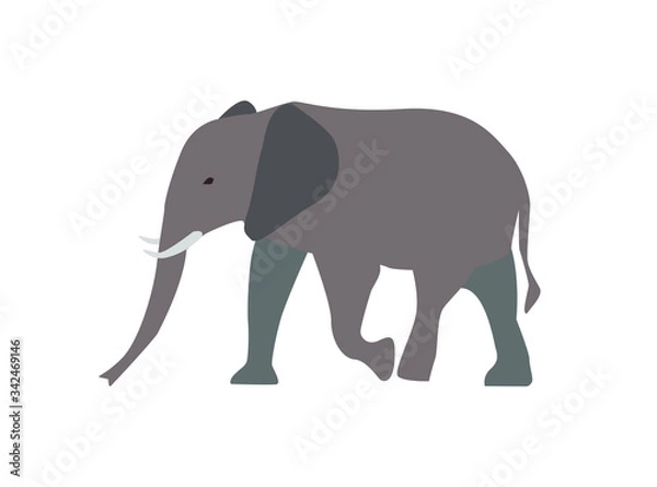 Fototapeta Walking Elephant simple Flat Vector Illustration