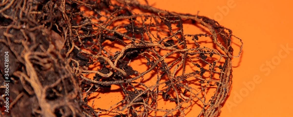 Obraz The root system of the lemon tree. Roots on a bright orange background.