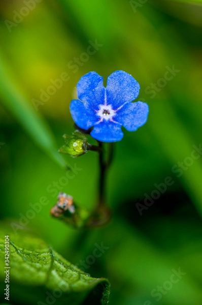 Obraz Blue Flower