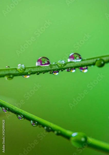 Obraz Water droplets on a branch