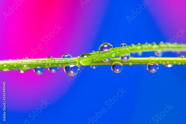 Obraz Water droplets on a branch