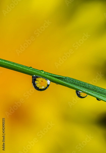 Obraz Water droplets on a branch