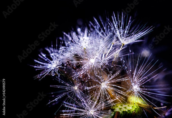 Obraz Dandelion Information