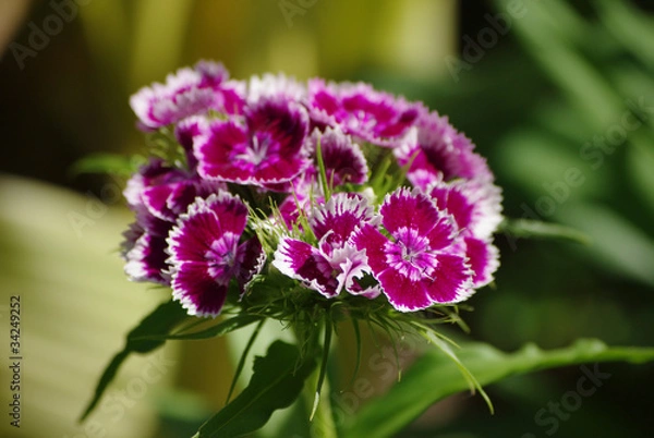 Fototapeta Farbenfrohe Bartnelke