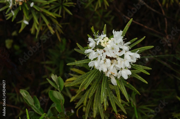 Fototapeta Forest ledum