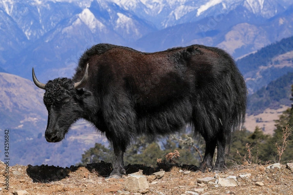 Obraz yak in himalaya