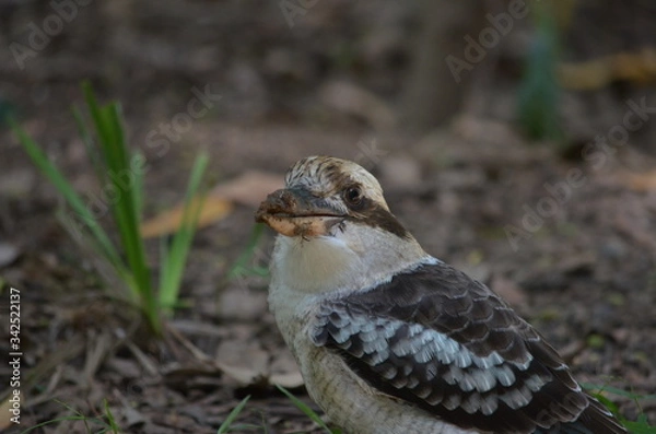 Obraz Australian kookaburra