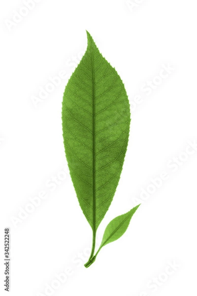 Obraz autumn green leaves isolated on white background