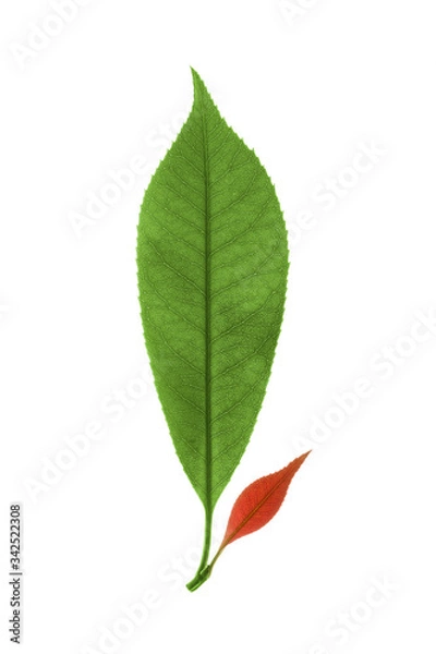 Obraz autumn green leaves isolated on white background