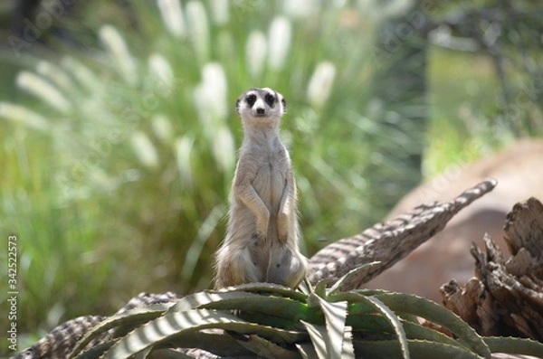 Obraz meerkat