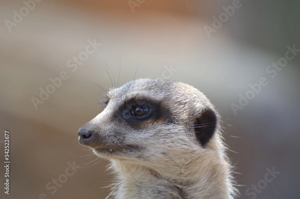Obraz Meerkat