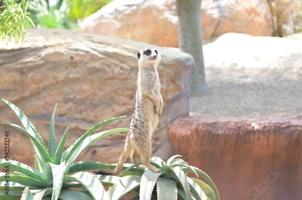 Obraz Meerkat