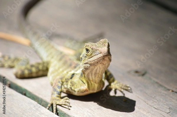 Obraz Water dragon
