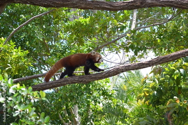 Obraz Red Panda