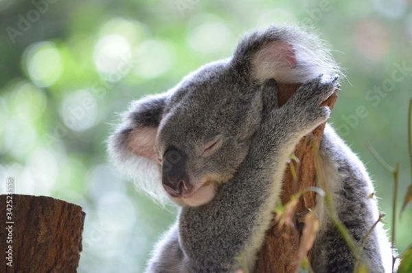 Obraz Koala 