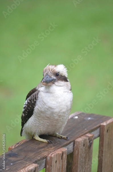 Obraz Australian kookaburra